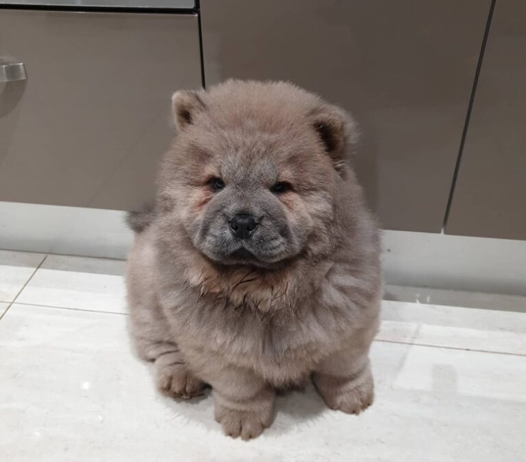 PRINCESS-8-1-768x674