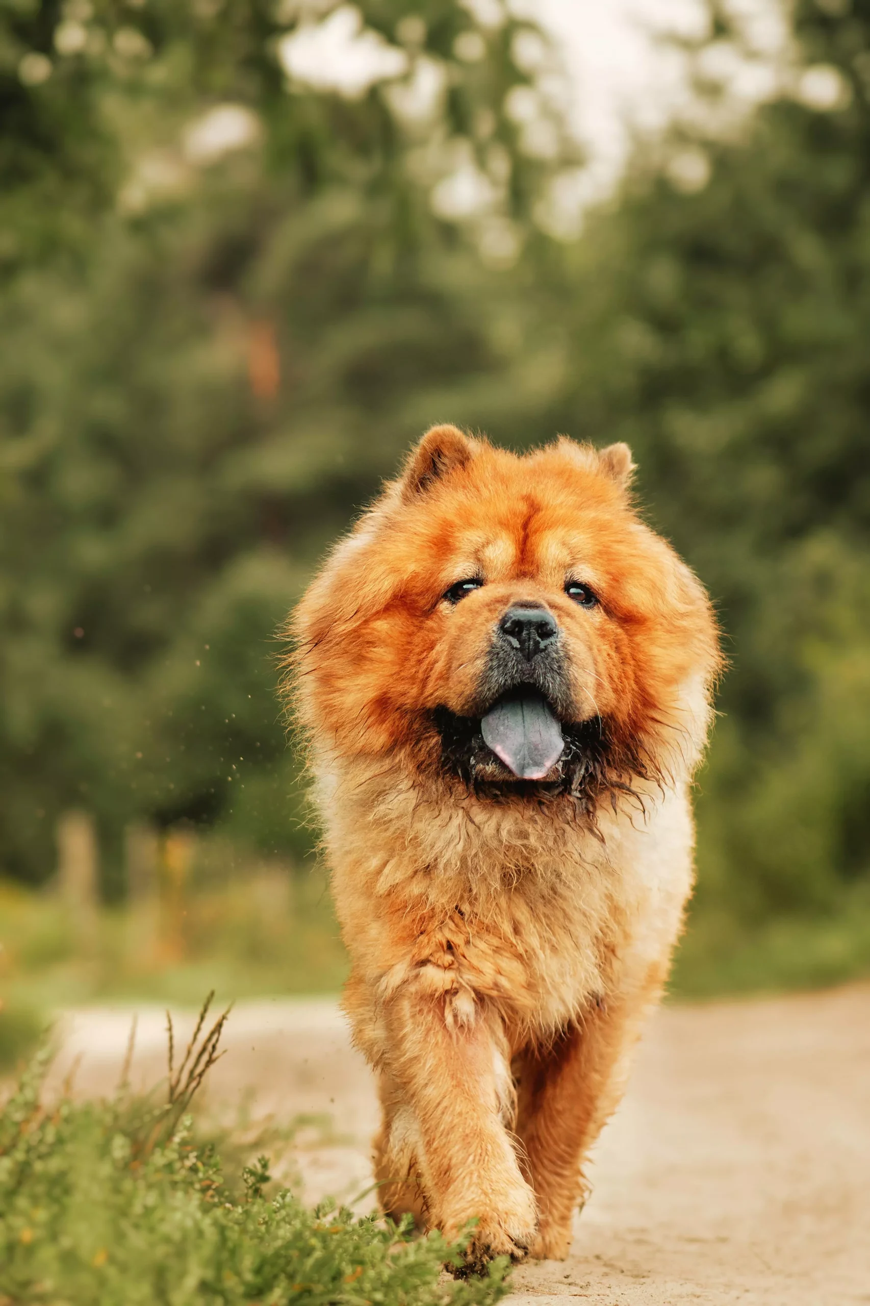 wp14944430-chow-chow-puppy-wallpapers