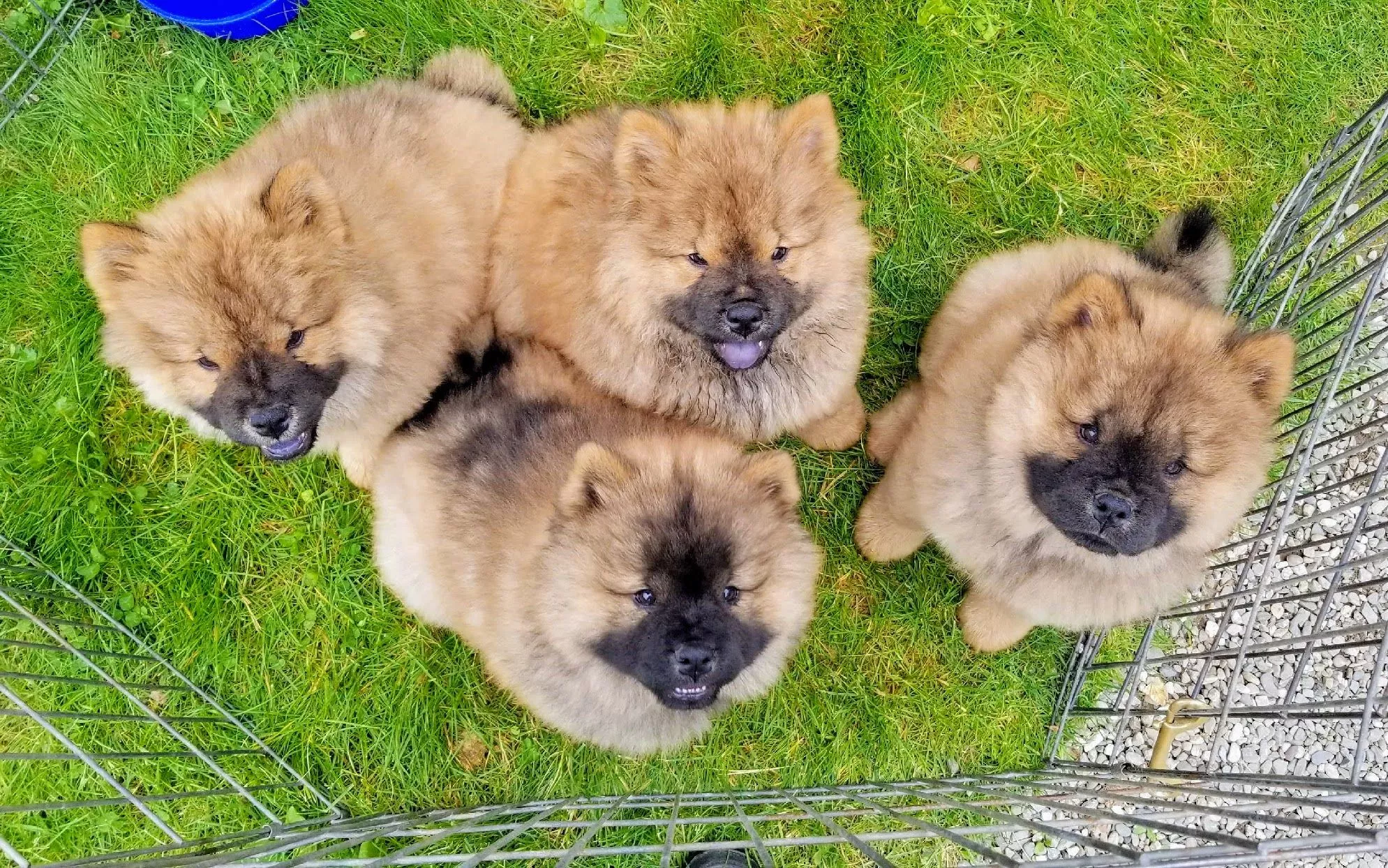 wp14944444-chow-chow-puppy-wallpapers